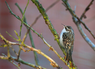 Taigaboomkruiper, Eurasian Treecreeper, Certhia familiaris