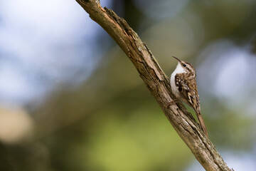 Taigaboomkruiper, Eurasian Treecreeper, Certhia familiaris