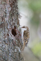 Taigaboomkruiper, Eurasian Treecreeper, Certhia familiaris