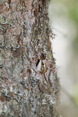Taigaboomkruiper, Eurasian Treecreeper, Certhia familiaris