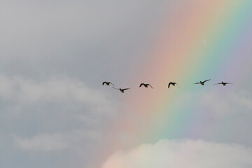 Smient, Eurasian Wigeon, Mareca penelope