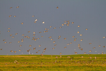 Smient, Eurasian Wigeon, Mareca penelope