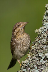 Draaihals, Eurasian Wryneck, Jynx torquilla