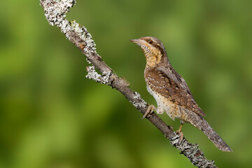 Draaihals, Eurasian Wryneck, Jynx torquilla