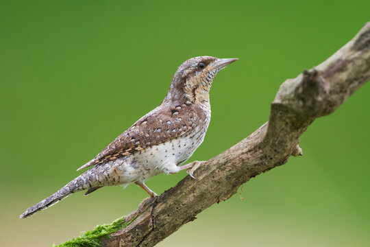 Draaihals, Eurasian Wryneck, Jynx torquilla