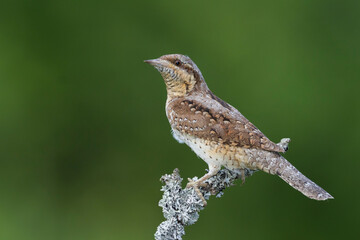 Draaihals, Eurasian Wryneck, Jynx torquilla