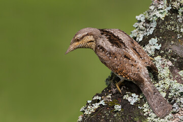 Draaihals, Eurasian Wryneck, Jynx torquilla