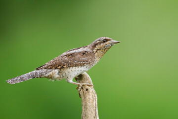 Draaihals, Eurasian Wryneck, Jynx torquilla