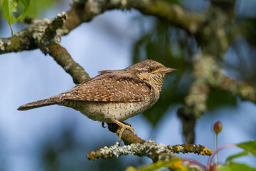 Draaihals, Eurasian Wryneck, Jynx torquilla