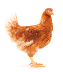 Brown hen isolated.