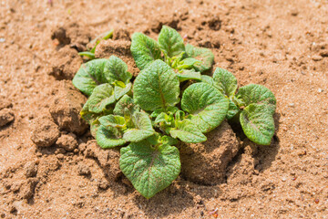 Sprouting potatoes (Solánum tuberósum) from the ground. Spring new potatoes close-up. Soft focus.