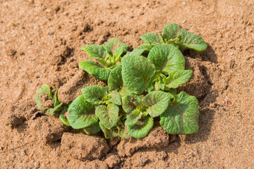 Spring new potatoes (Solánum tuberósum) close-up. Sprouting potatoes from the ground. Soft focus.