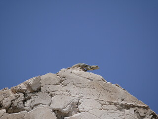 A large gray-brown lizard sits in the summer on a ruined fence of stones and concrete. Mountain agam basks in the sun on a hot summer day.