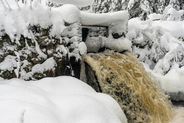 Foresty small winter waterfall or stream in the woods. Snow covered woods background. Tall trees pines, firs in woods stand under deep thick layer of snow in winter. Monochrome black and white colors.