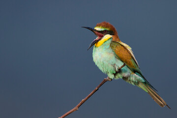 Bijeneter, European Bee-eater, Merops apiaster