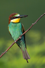 Bijeneter, European Bee-eater, Merops apiaster