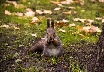 Nature and animals concept - Cute red squirrel sitting on the background of a grass and yellow autumn leaves. Red squirrel eats a seeds, close up. Beautiful autumn scene. Red squirrel with fluffy ears