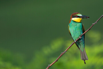 Bijeneter, European Bee-eater, Merops apiaster