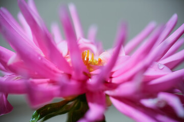 Fototapeta premium Purple plant