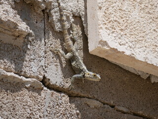 A large gray-brown lizard sits in the summer on a ruined fence of stones and concrete. Mountain agam basks in the sun on a hot summer day.