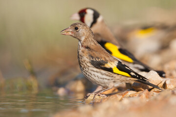 European Goldfinch, Putter,  Carduelis carduelis ssp. balcanica
