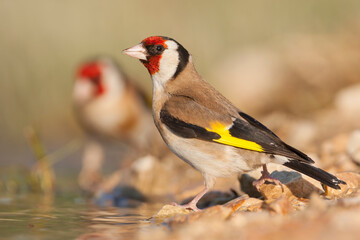 European Goldfinch, Putter,  Carduelis carduelis ssp. balcanica