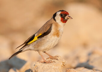 European Goldfinch, Putter,  Carduelis carduelis ssp. balcanica,