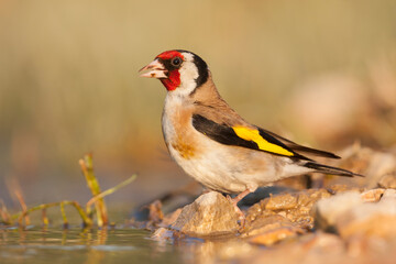 European Goldfinch, Putter,  Carduelis carduelis ssp. balcanica
