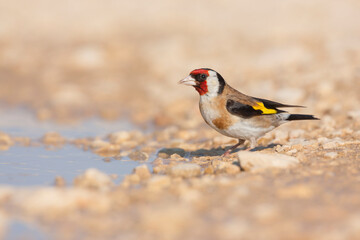 European Goldfinch, Putter,  Carduelis carduelis ssp. balcanica