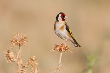 European Goldfinch, Putter,  Carduelis carduelis ssp. balcanica
