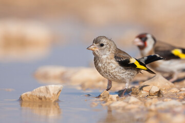European Goldfinch, Putter,  Carduelis carduelis ssp. balcanica