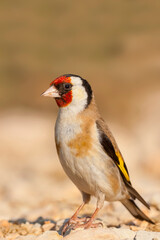 European Goldfinch, Putter,  Carduelis carduelis ssp. balcanica,