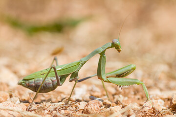 Praying Mantis, Europese Bidsprinkhaan, Mantis religiosa