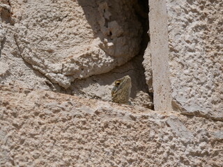 A large gray-brown lizard sits in the summer on a ruined fence of stones and concrete. Mountain agam basks in the sun on a hot summer day.