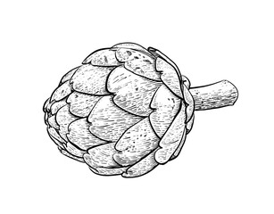 Artichoke line drawing on white background It is a very healthy vegetable. Popular to grow in regions with cold weather.