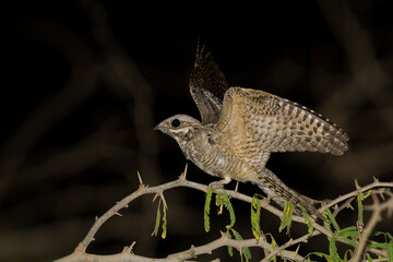 Nachtzwaluw, European Nightjar, Caprimulgus europaeus