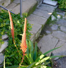 detail of aloe flower