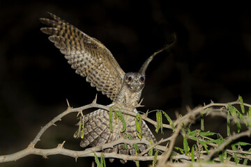 Nachtzwaluw, European Nightjar, Caprimulgus europaeus