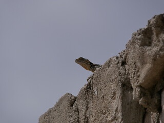 A large gray-brown lizard sits in the summer on a ruined fence of stones and concrete. Mountain agam basks in the sun on a hot summer day.