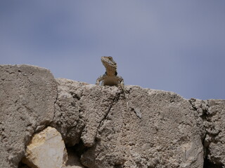 A large gray-brown lizard sits in the summer on a ruined fence of stones and concrete. Mountain agam basks in the sun on a hot summer day.