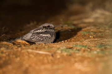 Nachtzwaluw, European Nightjar, Caprimulgus europaeus meridionalis