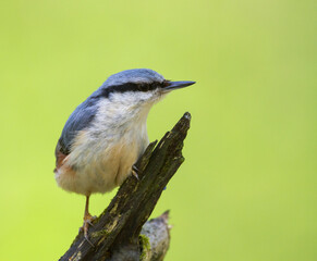 Boomklever, European Nuthatch, Sitta europaea europaea