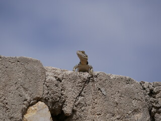 A large gray-brown lizard sits in the summer on a ruined fence of stones and concrete. Mountain agam basks in the sun on a hot summer day.