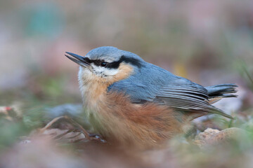Boomklever, European Nuthatch, Sitta europaea caesia
