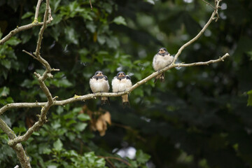 three sparrows on a branch