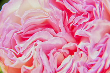 cœur de rose plissé en macro