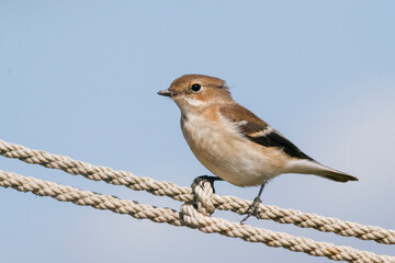 Bonte Vliegenvanger, European Pied Flycatcher, Ficedula hypoleuca hypoleuca