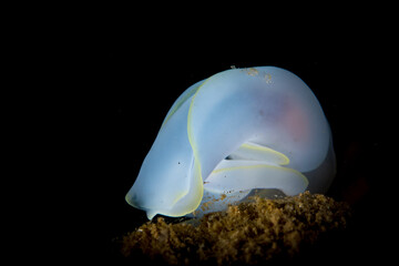 Colorful nudibranch seaslug on coral reef