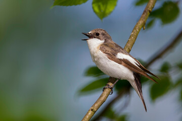 Bonte Vliegenvanger, European Pied Flycatcher, Ficedula hypoleuca hypoleuca
