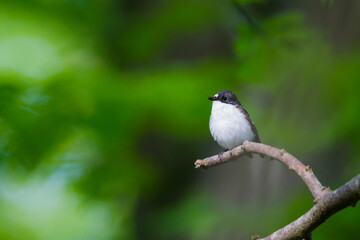 Bonte Vliegenvanger, European Pied Flycatcher, Ficedula hypoleuca hypoleuca